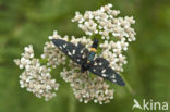 Nine-spotted Moth (Amata phegea)