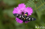 Nine-spotted Moth (Amata phegea)