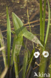 Arrowhead (Sagittaria sagittifolia)