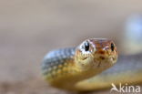 Dolichophis jugularis