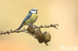 Blue Tit (Parus caeruleus)