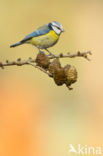 Blue Tit (Parus caeruleus)