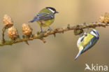 Pimpelmees (Parus caeruleus)