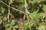 Platbuik (Libellula depressa)