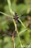 Platbuik (Libellula depressa)