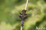 Platbuik (Libellula depressa)