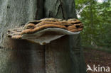 Artist s Conk (Ganoderma lipsiense)