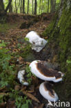 Platte tonderzwam (Ganoderma lipsiense)