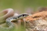 Red Whip Snake (Platyceps collaris)