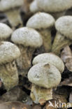 Plooivoetstuifzwam (Calvatia excipuliformis)