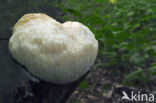 Bearded tooth (Hericium erinaceus)