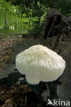 Bearded tooth (Hericium erinaceus)