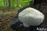 Bearded tooth (Hericium erinaceus)