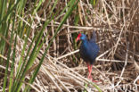 Purperkoet (Porphyrio porphyrio)