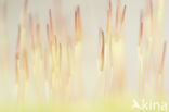 Redshank (Ceratodon purpureus)