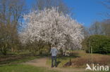 Chinese pear (Pyrus ussuriensis)