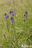 Rapunzel (Physoplexis comosa)