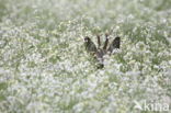 Roe Deer (Capreolus capreolus)