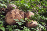 Giant Puffball (Langermannia gigantea)