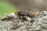banded horntail