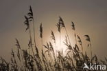 Riet (Phragmites australis)