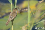 Sedge Warbler (Acrocephalus schoenobaenus)