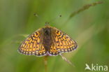 Bog Fritillary (Boloria eunomia)