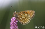 Ringoogparelmoervlinder (Boloria eunomia)