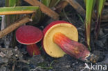 Red-Capped Bolete (Boletus rubellus)