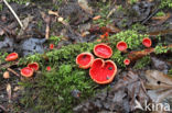 Rode kelkzwam (Sarcoscypha coccinea)