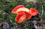 Rode kelkzwam (Sarcoscypha coccinea)