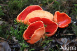 Rode kelkzwam (Sarcoscypha coccinea)