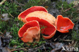 Rode kelkzwam (Sarcoscypha coccinea)