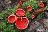 Rode kelkzwam (Sarcoscypha coccinea)