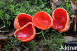 Rode kelkzwam (Sarcoscypha coccinea)