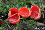 Rode kelkzwam (Sarcoscypha coccinea)