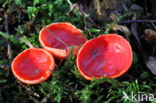 Rode kelkzwam (Sarcoscypha coccinea)