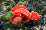 Rode kelkzwam (Sarcoscypha coccinea)