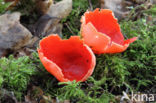 Rode kelkzwam (Sarcoscypha coccinea)