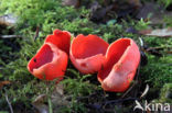 Rode kelkzwam (Sarcoscypha coccinea)