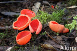 Rode kelkzwam (Sarcoscypha coccinea)