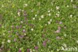 Rode klaver (Trifolium pratense)