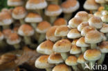 Cinnamon Cap (Psilocybe sublateritia)