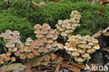 Cinnamon Cap (Psilocybe sublateritia)