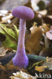 Amethyst Deceiver (Laccaria amethystina)