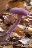 Amethyst Deceiver (Laccaria amethystina)