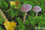 Amethyst Deceiver (Laccaria amethystina)