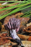 Amethyst Deceiver (Laccaria amethystina)