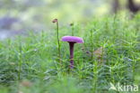 Amethyst Deceiver (Laccaria amethystina)