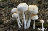 Spotted agaric (Collybia maculata)